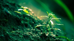 Green nature Plants macro