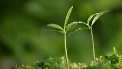 Green nature Plants macro