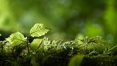 Green nature Plants macro