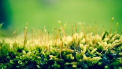 Green nature Plants macro