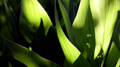 Green nature Plants sunlight