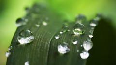 Green nature Plants water