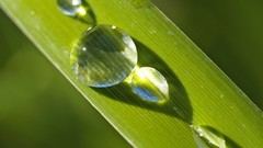 Green nature Plants water