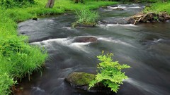 Green nature rivers