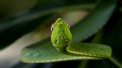 Green nature snakes