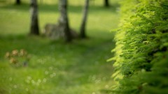 Green nature Trees depth