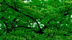 Green nature Trees forests