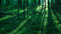 Green nature Trees forests