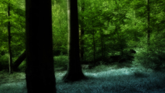 Green nature Trees forests