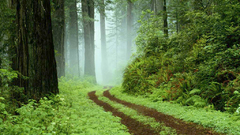 Green nature Trees forests