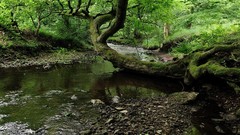 Green nature Trees forests
