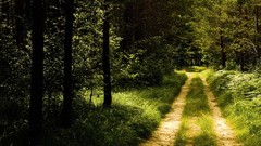 Green nature Trees forests