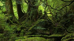 Green nature Trees forests