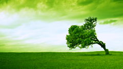 Green nature Trees grass