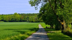 Green nature Trees grass
