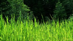 Green nature Trees grass