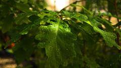 Green nature Trees leaves