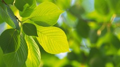 Green nature Trees leaves