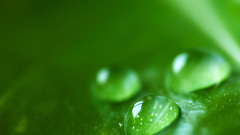 Green nature water drops