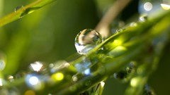 Green nature water drops
