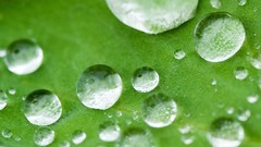 Green nature water drops