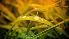 Green nature water drops
