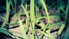 Green night grass