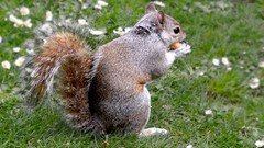 Green nuts squirrels