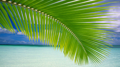 Green ocean leaves palm