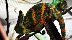 Green orange chameleons