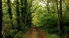 Green paths forests