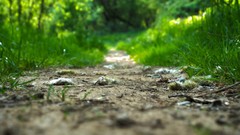 Green paths trail