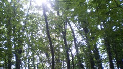 Green planet room with a view side of the road spring tale