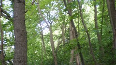 Green planet room with a view side of the road spring tale