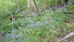 Green planet room with a view side of the road spring tale