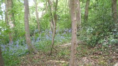 Green planet room with a view side of the road spring tale