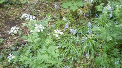 Green planet room with a view side of the road spring tale