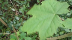Green planet room with a view side of the road spring tale