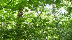 Green planet room with a view side of the road spring tale