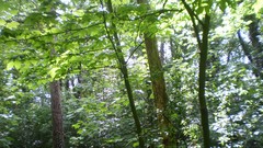 Green planet room with a view side of the road spring tale