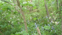 Green planet room with a view side of the road spring tale