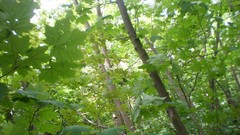 Green planet room with a view side of the road spring tale