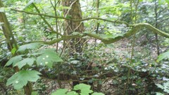 Green planet room with a view side of the road spring tale