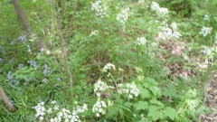 Green planet room with a view side of the road spring tale