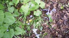 Green planet room with a view side of the road spring tale