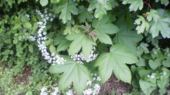 Green planet room with a view side of the road spring tale