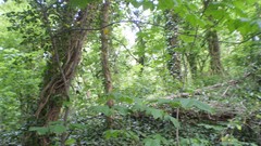 Green planet room with a view side of the road spring tale