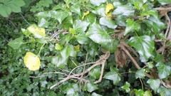 Green planet room with a view side of the road spring tale