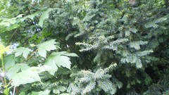 Green planet room with a view side of the road spring tale