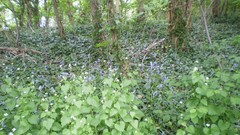 Green planet room with a view side of the road spring tale